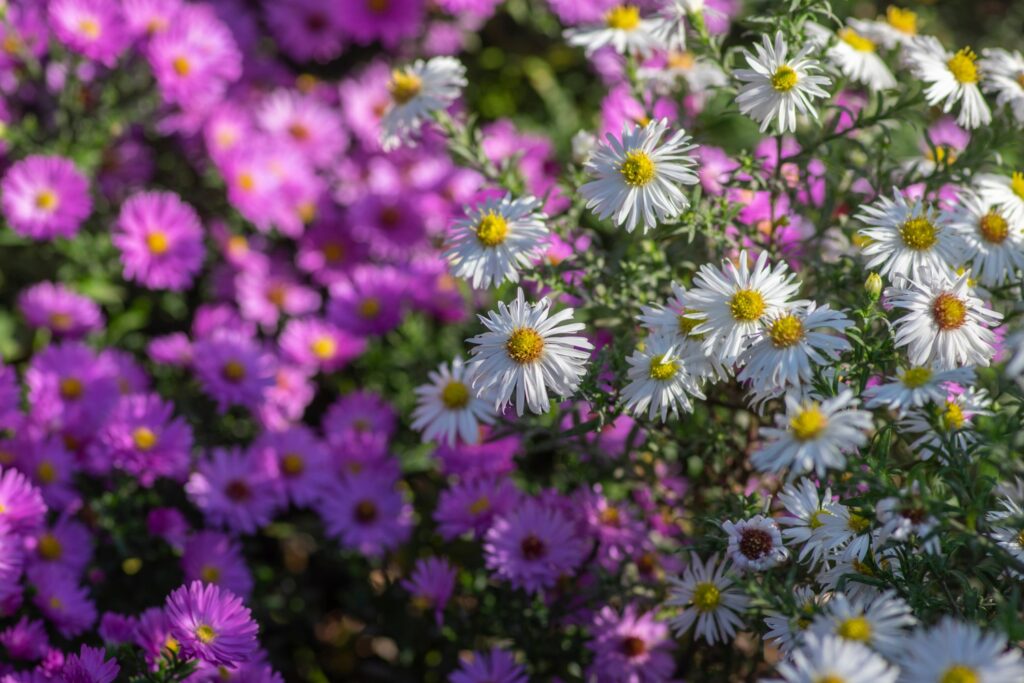 weißblühende Myrten-Aster