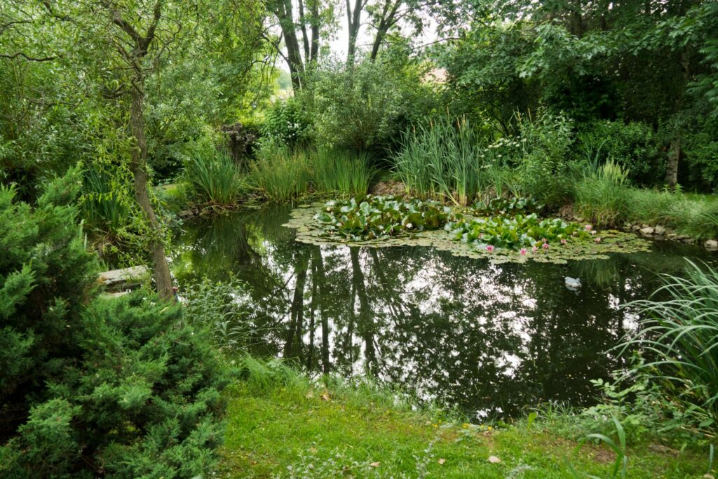 Teich