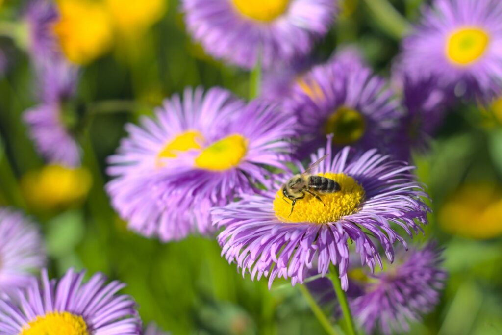 violette Raublatt-Aster