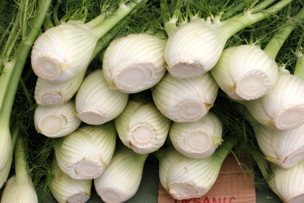 Sprossknollen der Fenchelsorte Romanesco