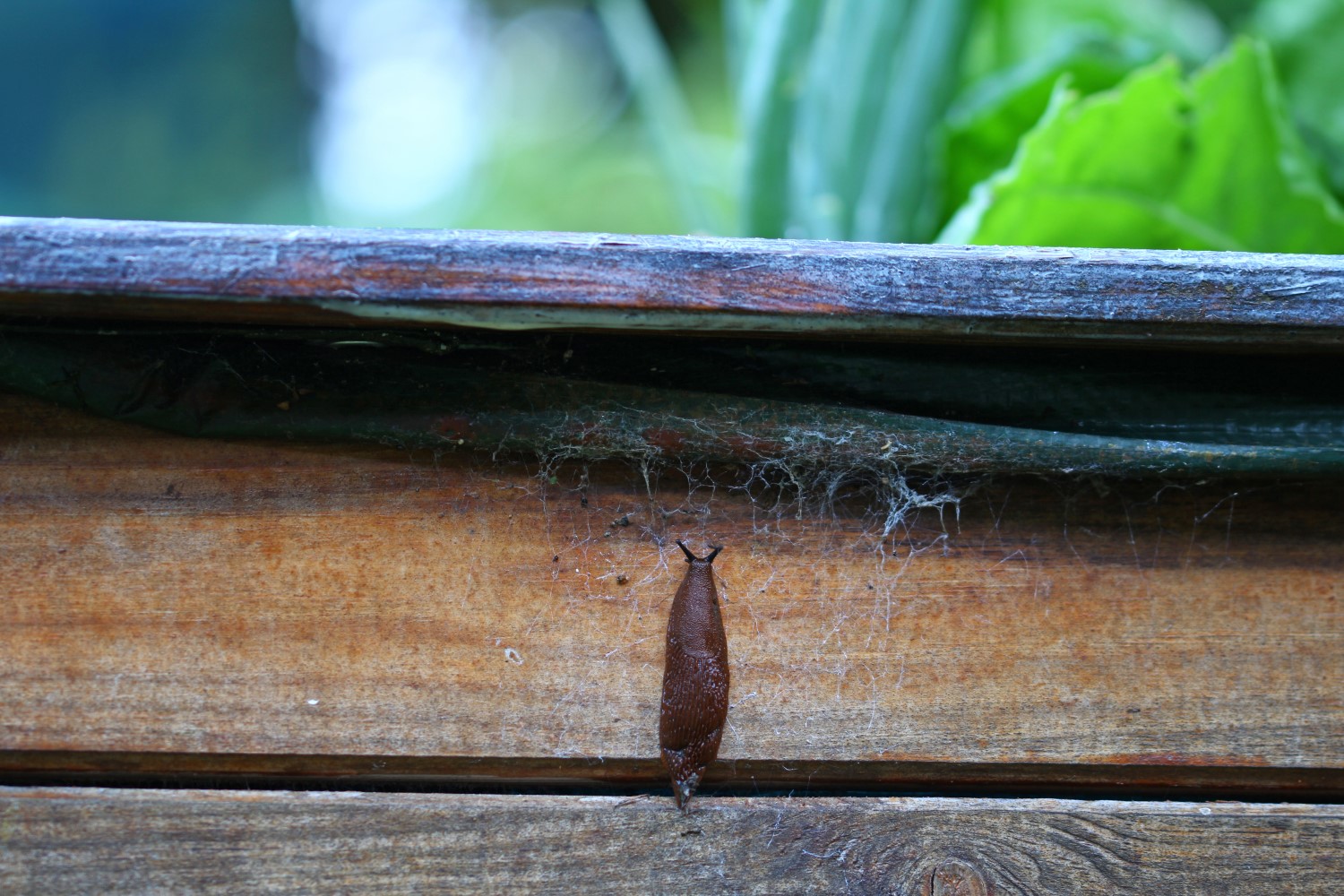 Schnecken im Hochbeet Was hilft wirklich? Plantura