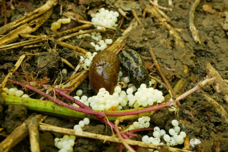 Schnecken im Hochbeet Was hilft wirklich? Plantura