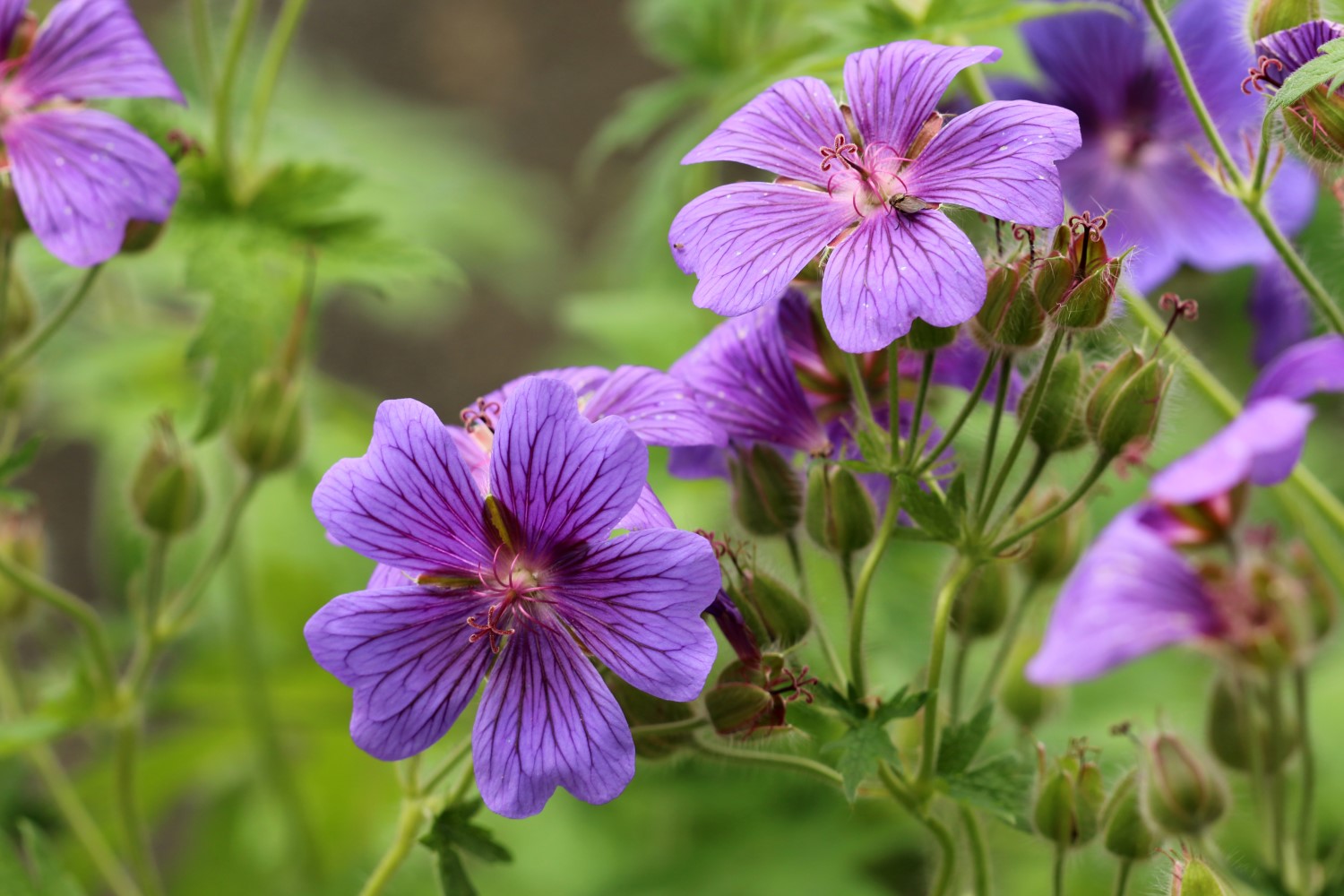 Storchschnabel pflanzen, pflegen & überwintern
