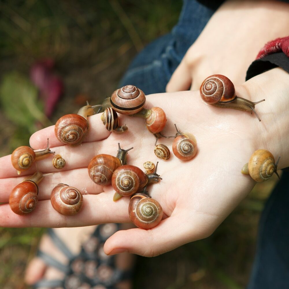 Was fressen Schnecken? - Plantura