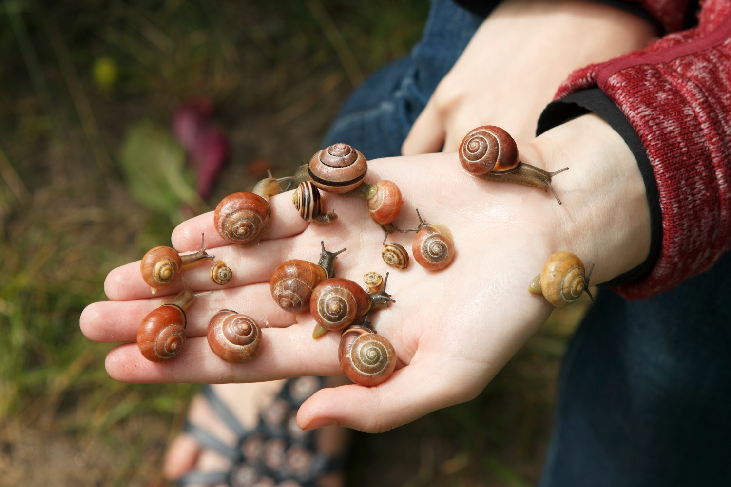 Was fressen Schnecken? Plantura