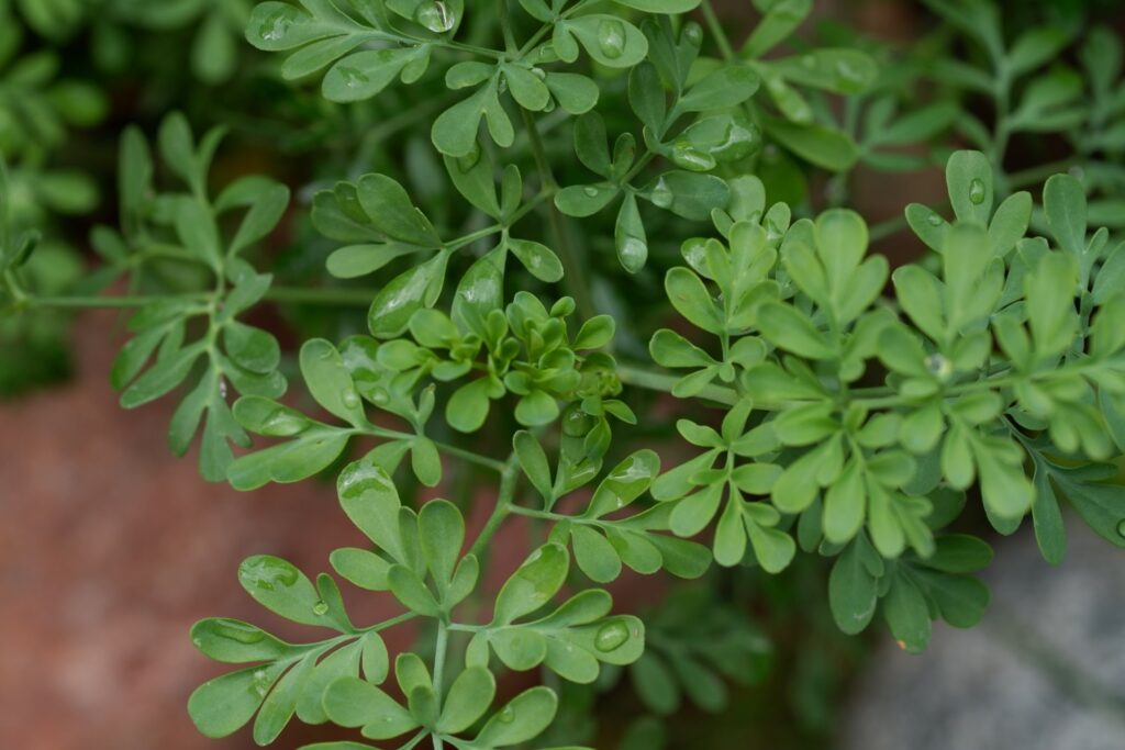 Gartenraute