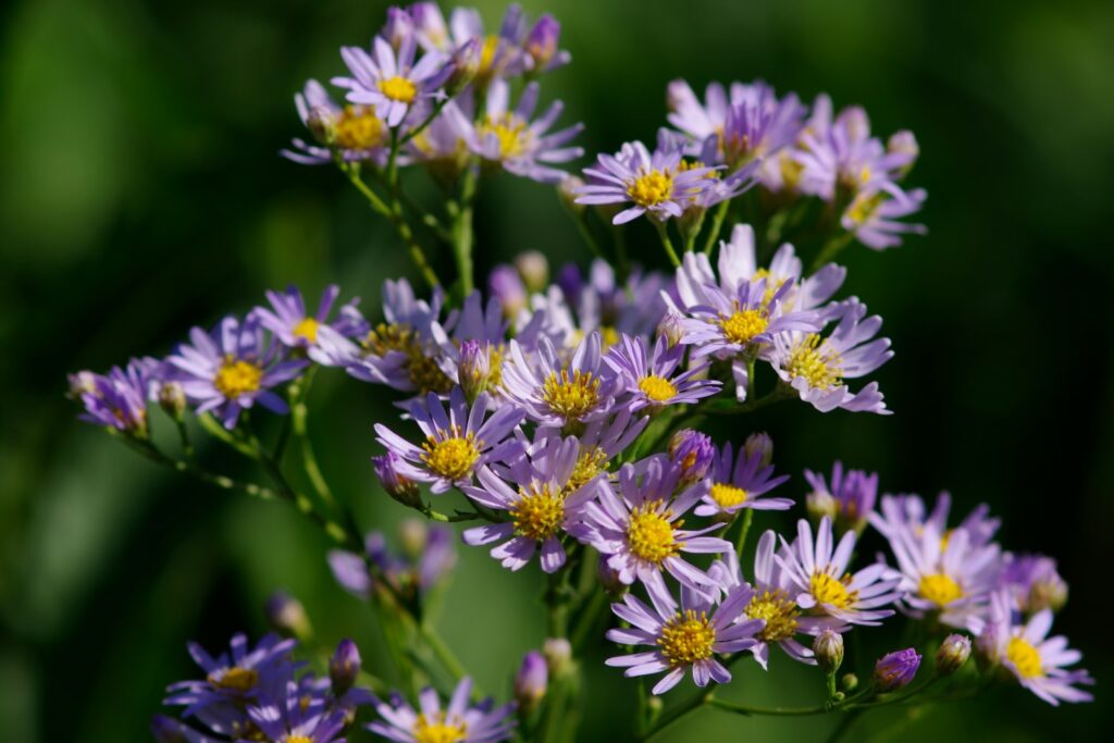 hellviolette Wild-Aster