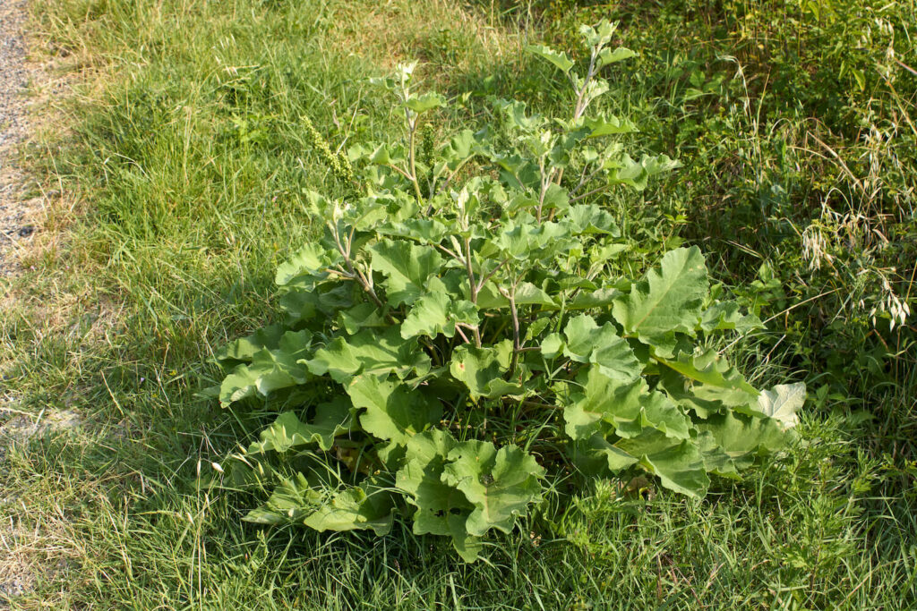 Große Klette