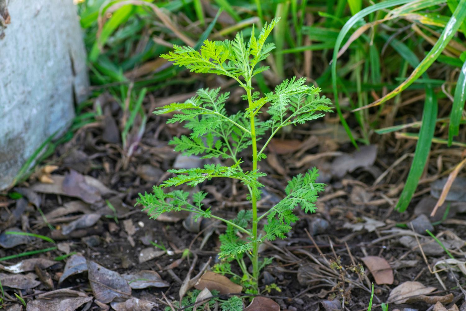 Artemisia annua Pflanzen, Wirkung & Co Plantura