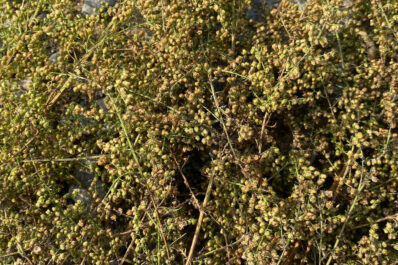 Artemisia annua: Pflanzen, Verwendung & Wirkung des Einjährigen Beifuß