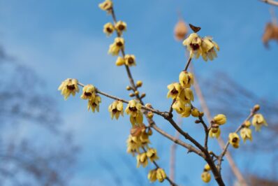 Chinesische Winterblüte: Standort, Pflege & Vermehrung