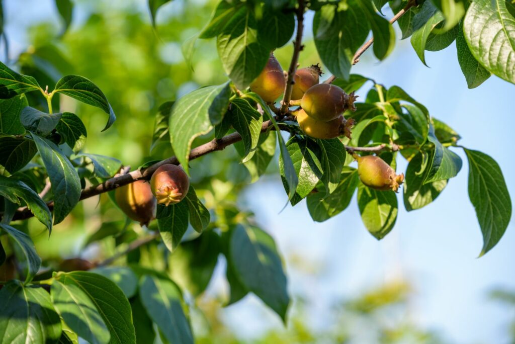 Früchte der Chimonanthus praecox