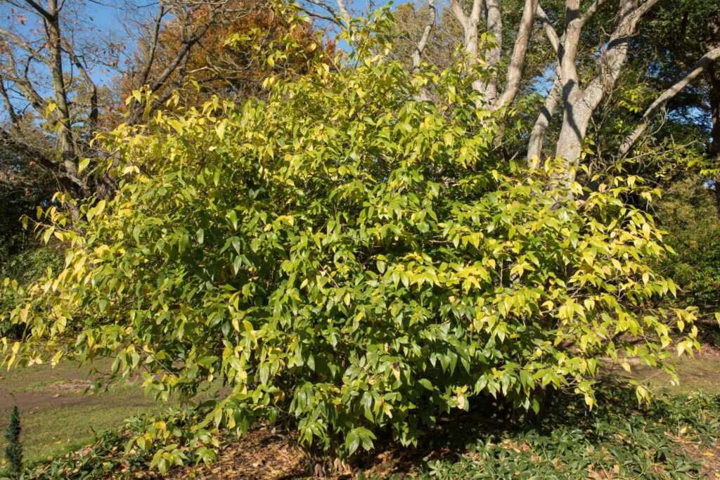 Große Chinesische Winterblüte