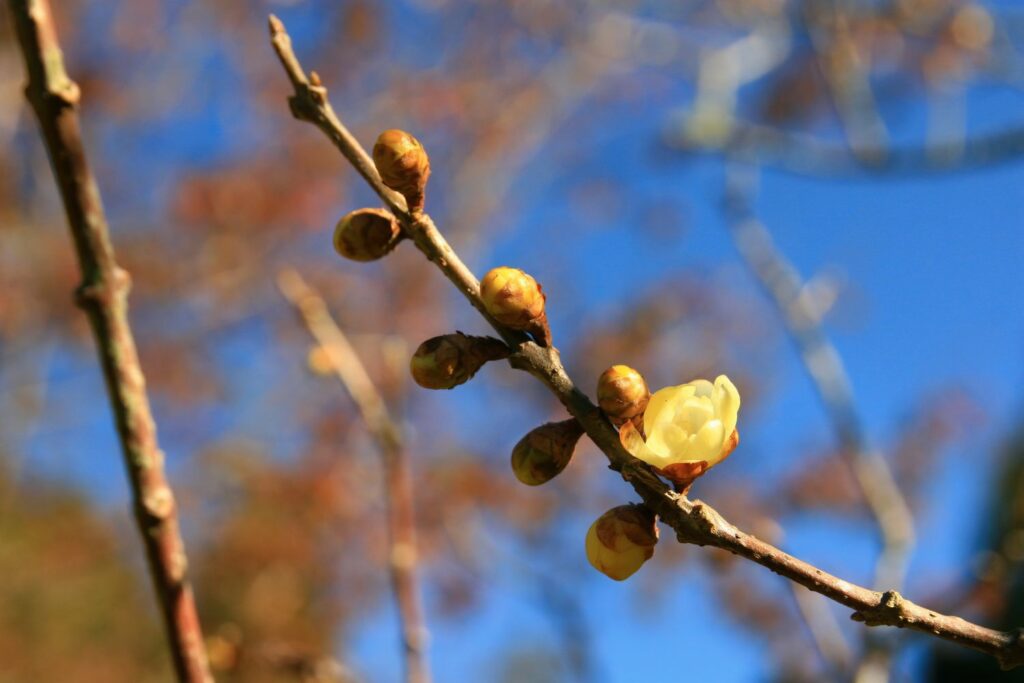 Blüten der Chinesischen Winterblüte