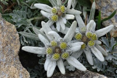 Edelweiß: Die Alpenblume im Garten pflanzen