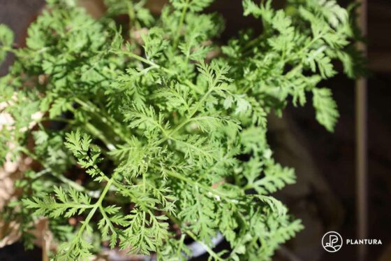 Artemisia annua: Pflanzen, Pflege & Vermehrung des Einjährigen Beifuß