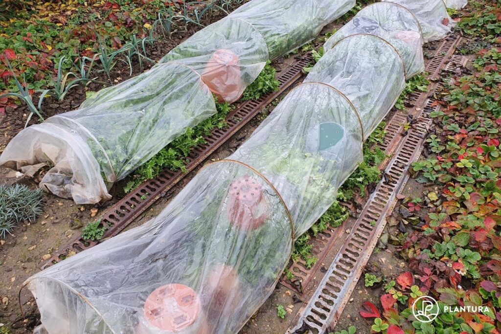 Pflanzen vor Frost in Matten aus Filz oder Holz schützen.