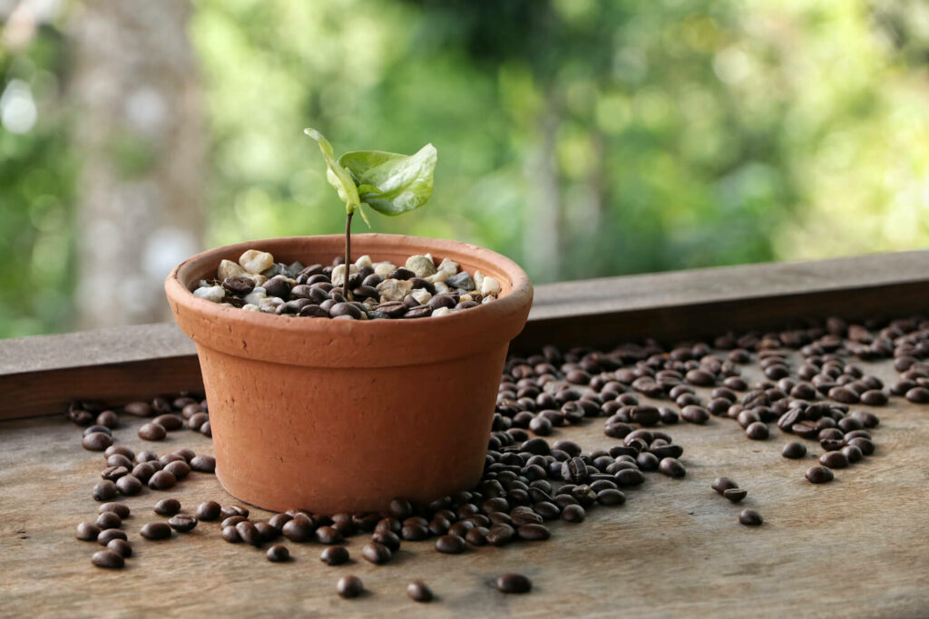 Coffea-Pflanze