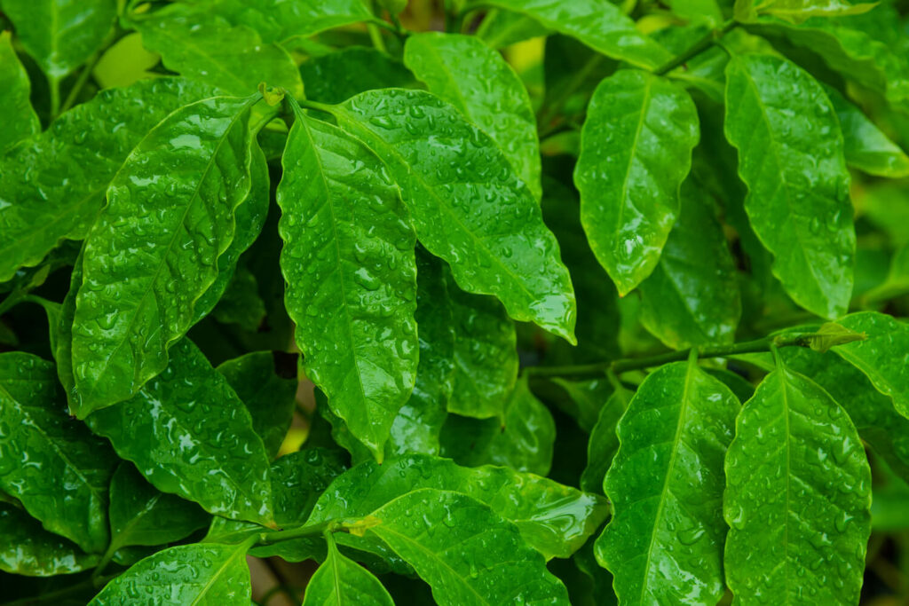Coffea
