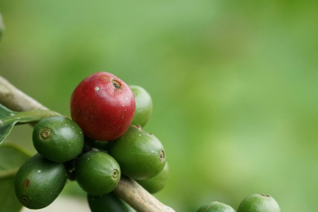 Kaffeepflanzen-Früchte