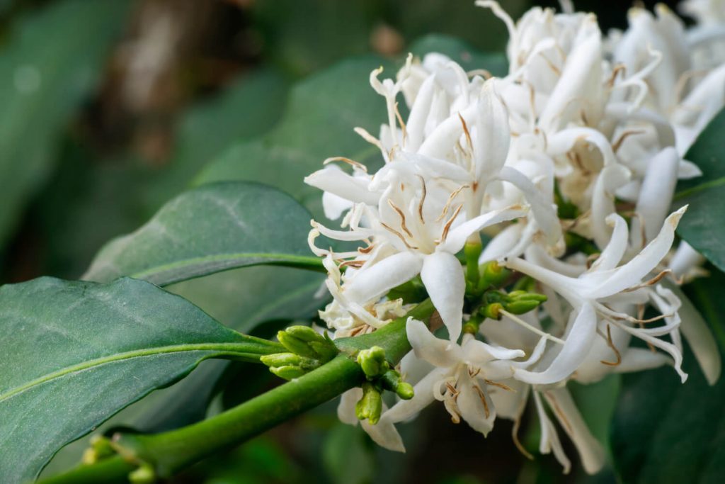Eine Rangliste der favoritisierten Kaffeepflanze zimmerpflanze