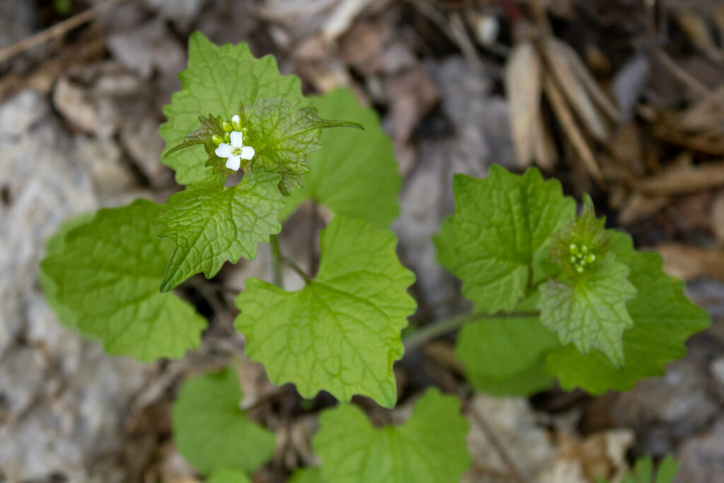 Alliaria petiolata