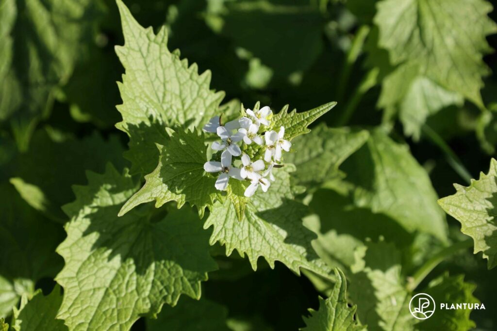 Blüte der Knoblauchsrauke