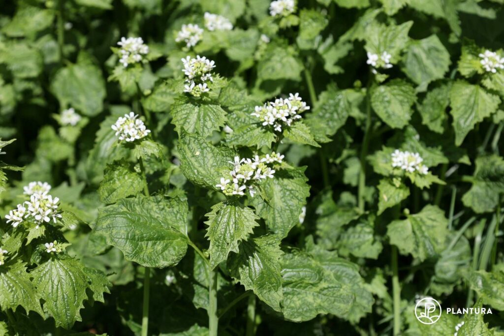 Blüten der Knoblauchsrauke