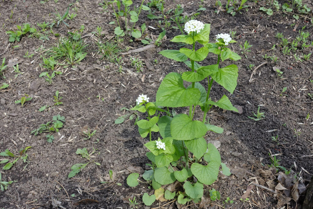 Knoblauchsrauke im Garten