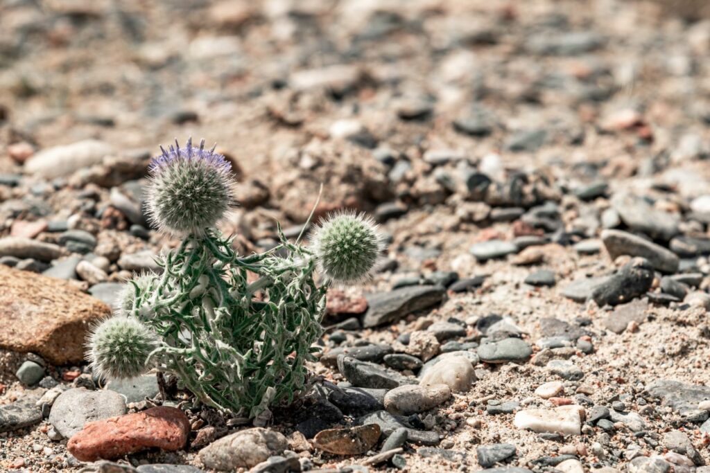 Kugeldistel in der Wüste