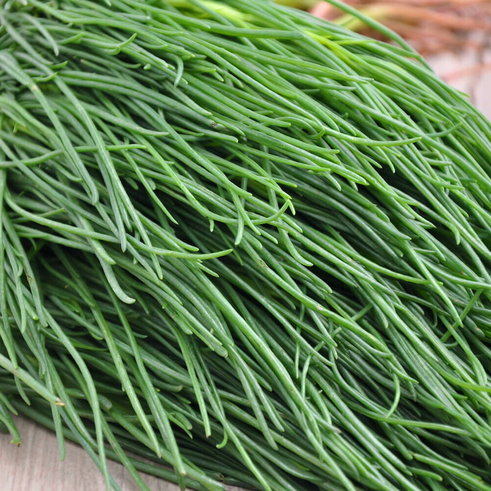 Mnchsbart, Agretti & Salzkraut: Anbau im Garten - Plantura