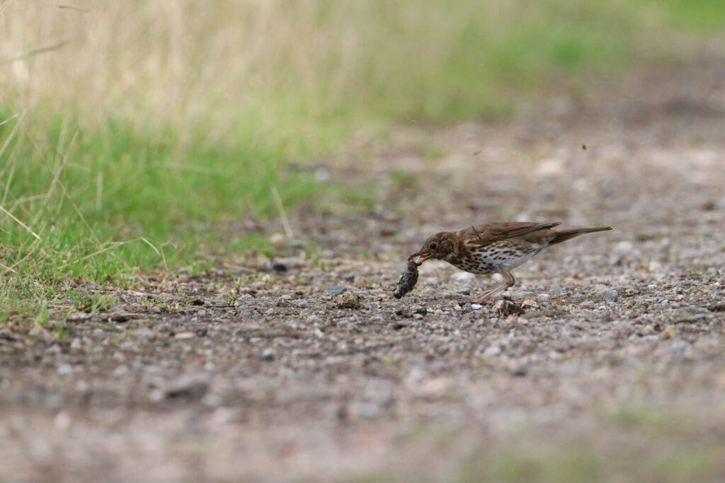 Vogel gegen Nacktschnecke