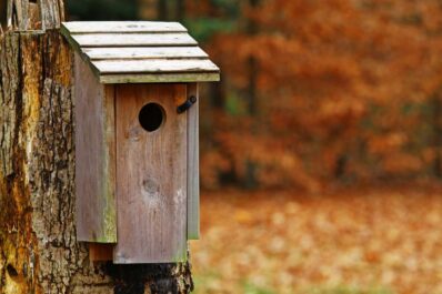 Nistkasten reinigen: Wann ist der beste Zeitpunkt & wie geht man vor?
