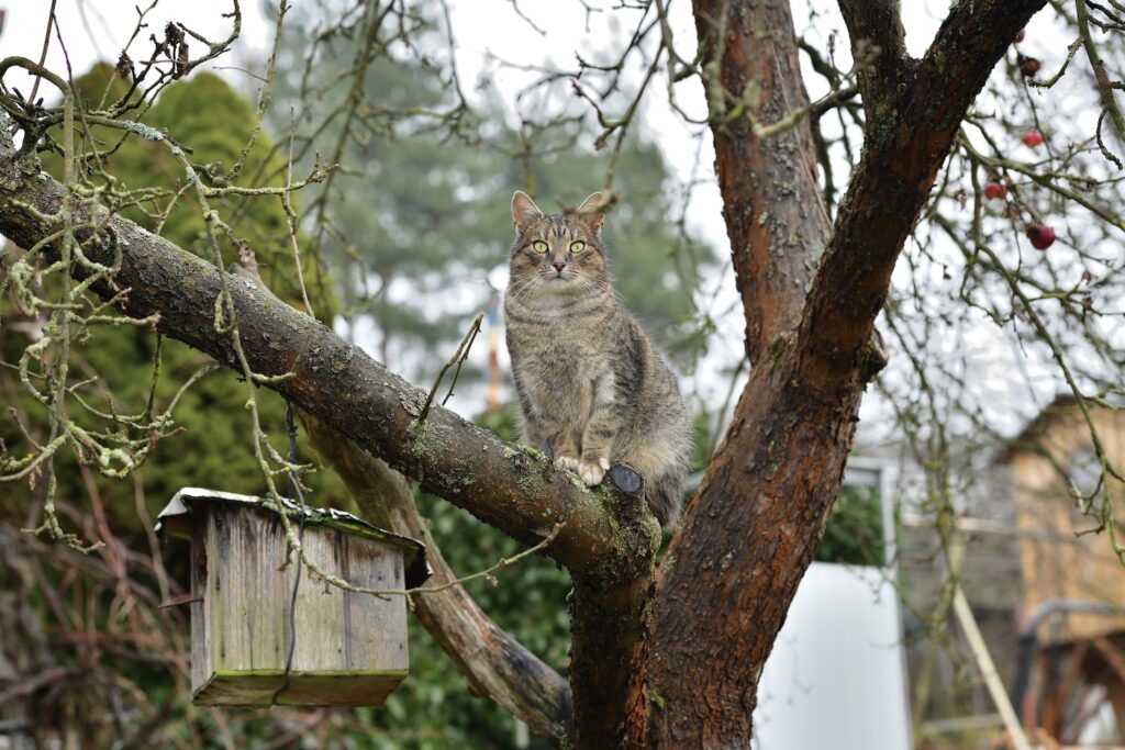 Katze an Nistkasten