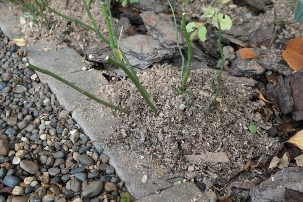 Frostschutz durch Mulch