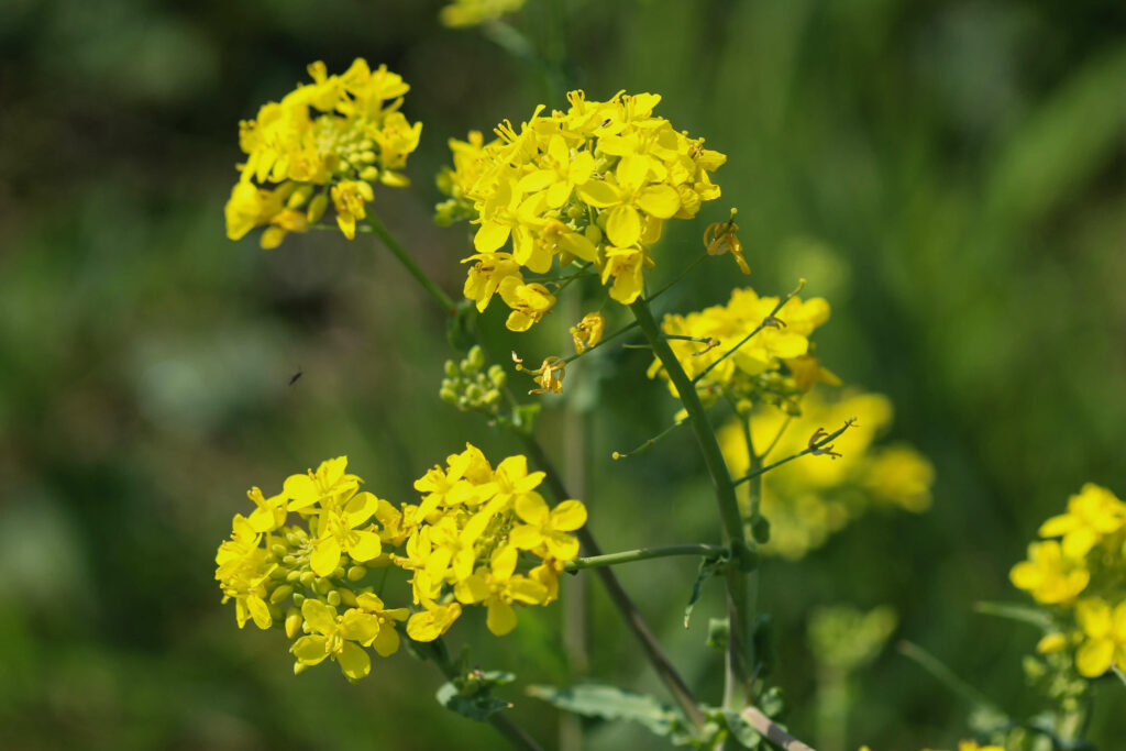 Blüte der Winterkresse