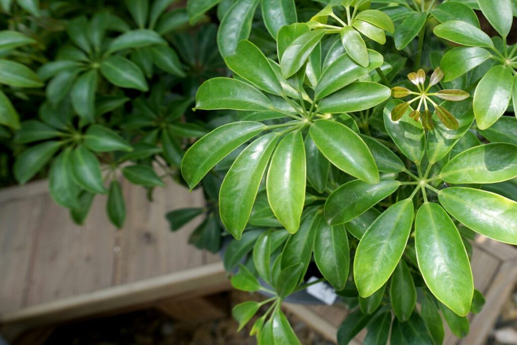 Schefflera-Blätter