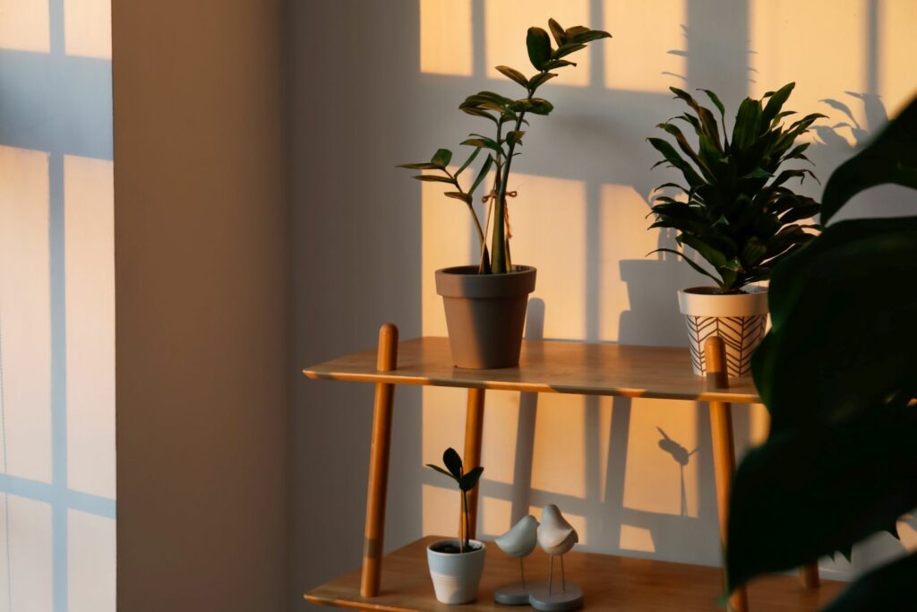 Pflanzen für dunkle Räume
