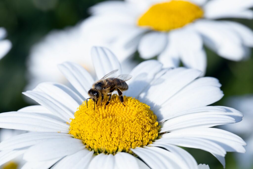 Römische Kamille mit Biene