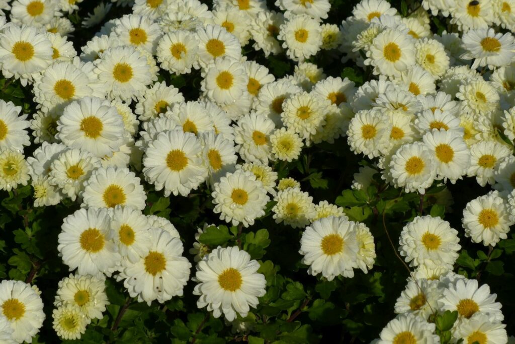 Chrysanthemum indicum-Sorte Poesie