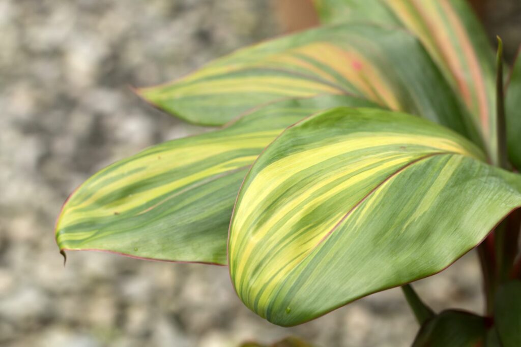 Keulenlilie Cordyline fruticosa