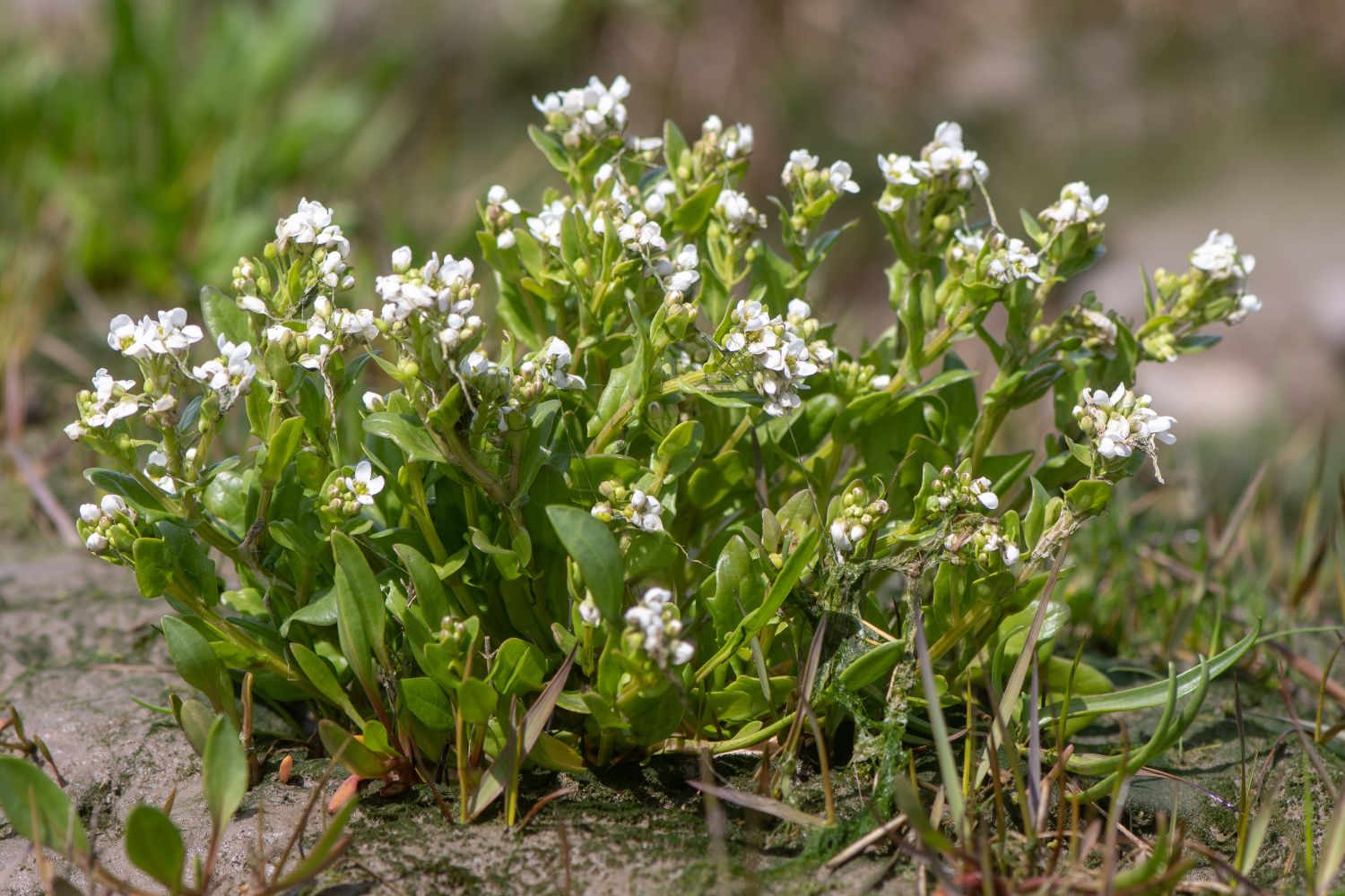 Echtes Löffelkraut: Anbau, Pflege & Wirkung von Cochlearia officinalis