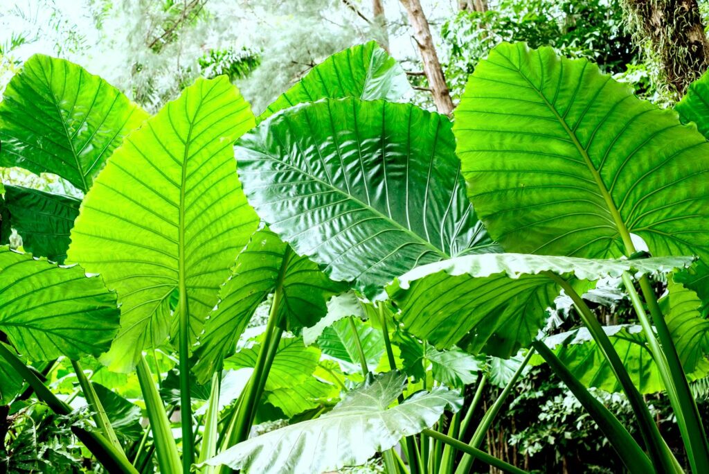 Alocasia macrorrhiza