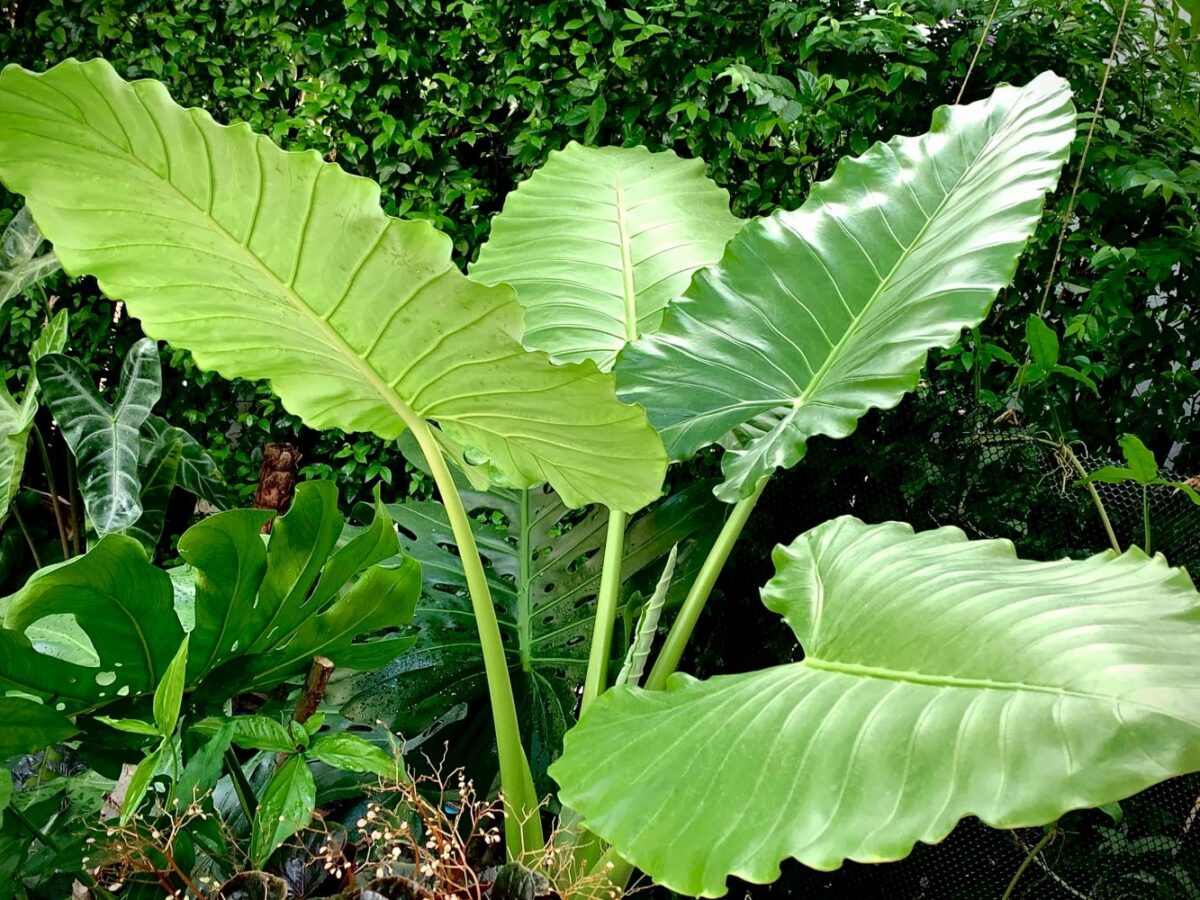 efeutute philodendron Philodendron Brazil main image 0