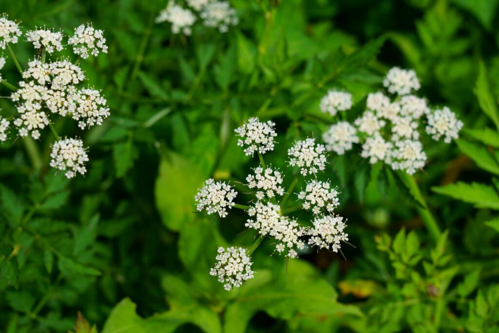 Blüte der Erdkastanie