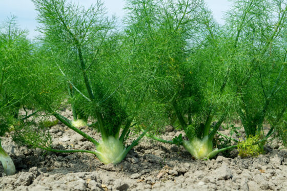 Fenchel anpflanzen: Aussaat, Pflanzzeit & Mischkultur