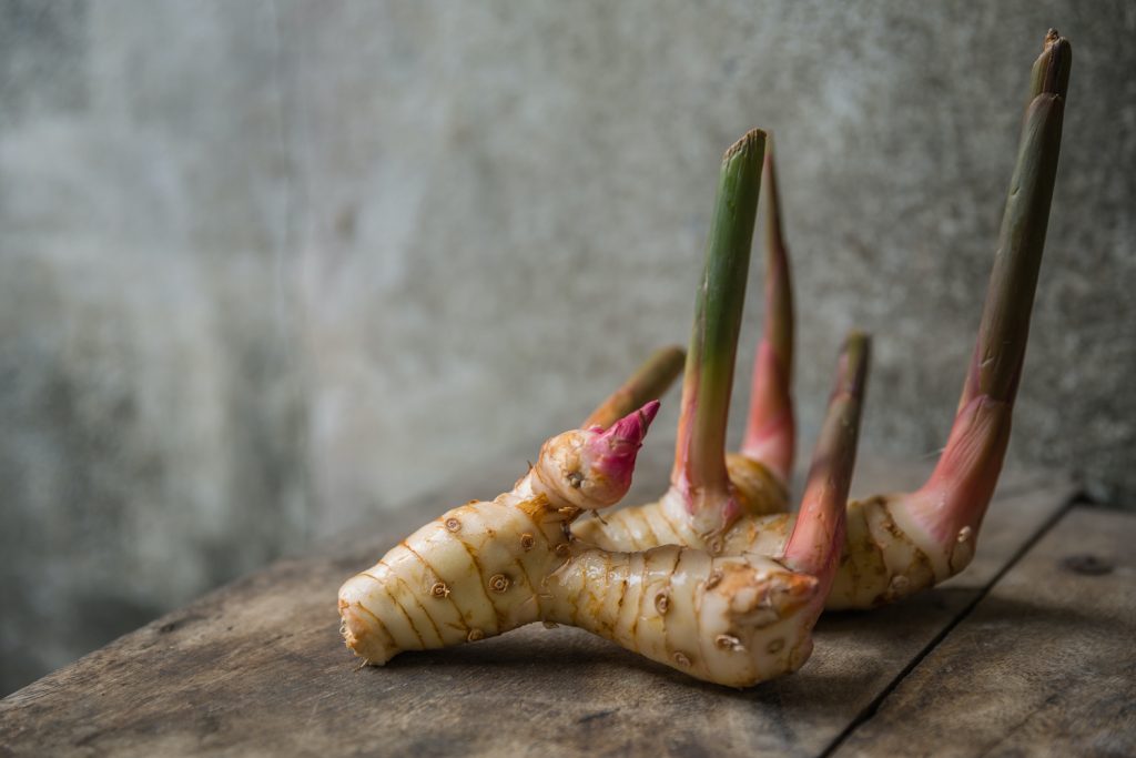 Alpinia officinarum