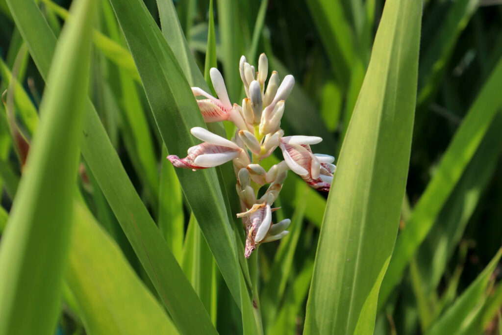 Galgant-Blüte