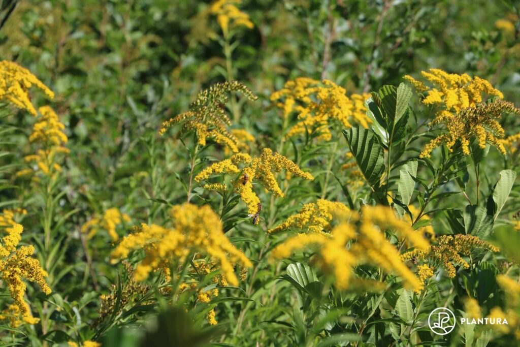 Goldrute auf Blumenwiese