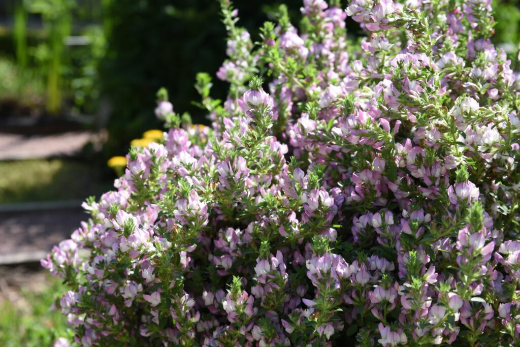 Hauhechel im Staudenbeet